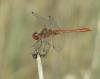 Sympetrum meridionale